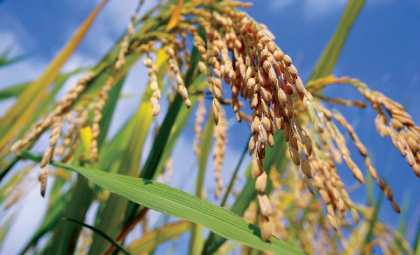 Gạo thơm dự ngon